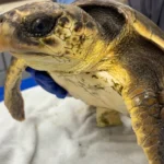 rare-hybrid-sea-turtle-discovery-at-georgia-sea-turtle-center-reveals-surprising-genetic-union-between-kemp-ridley-and-loggerhead-species