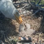 resilience-in-the-canopy-jackie-and-shadow-welcome-two-new-bald-eagle-chicks-to-big-bear-valley