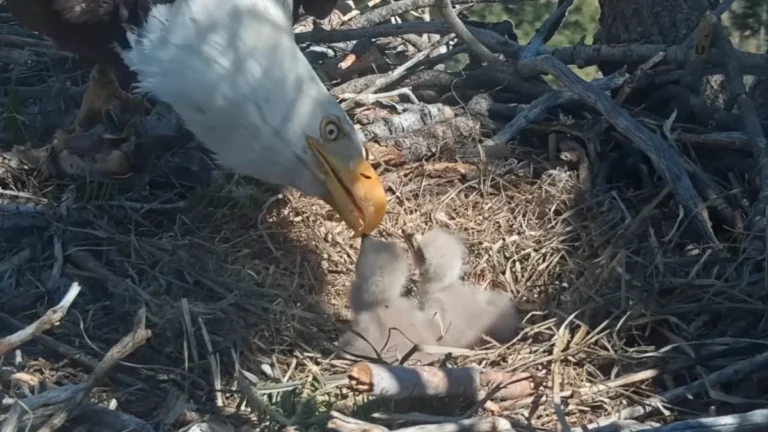 resilience-in-the-canopy-jackie-and-shadow-welcome-two-new-bald-eagle-chicks-to-big-bear-valley