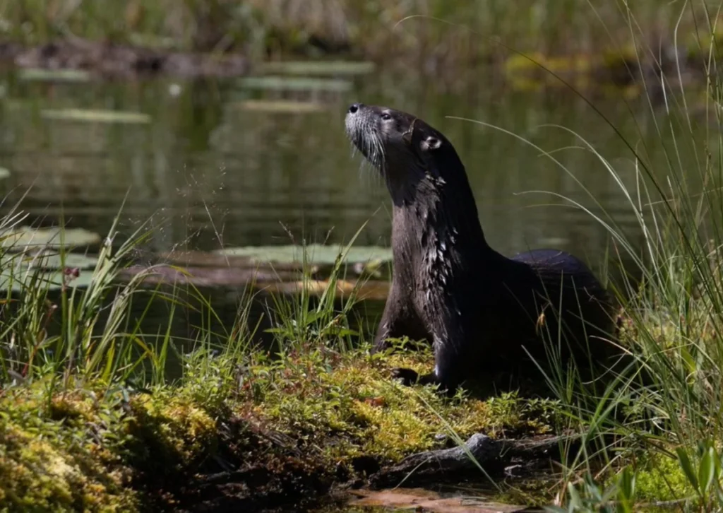 romp-a-journey-through-the-natural-history-of-otters-and-why-they-matter