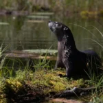 romp-a-journey-through-the-natural-history-of-otters-and-why-they-matter