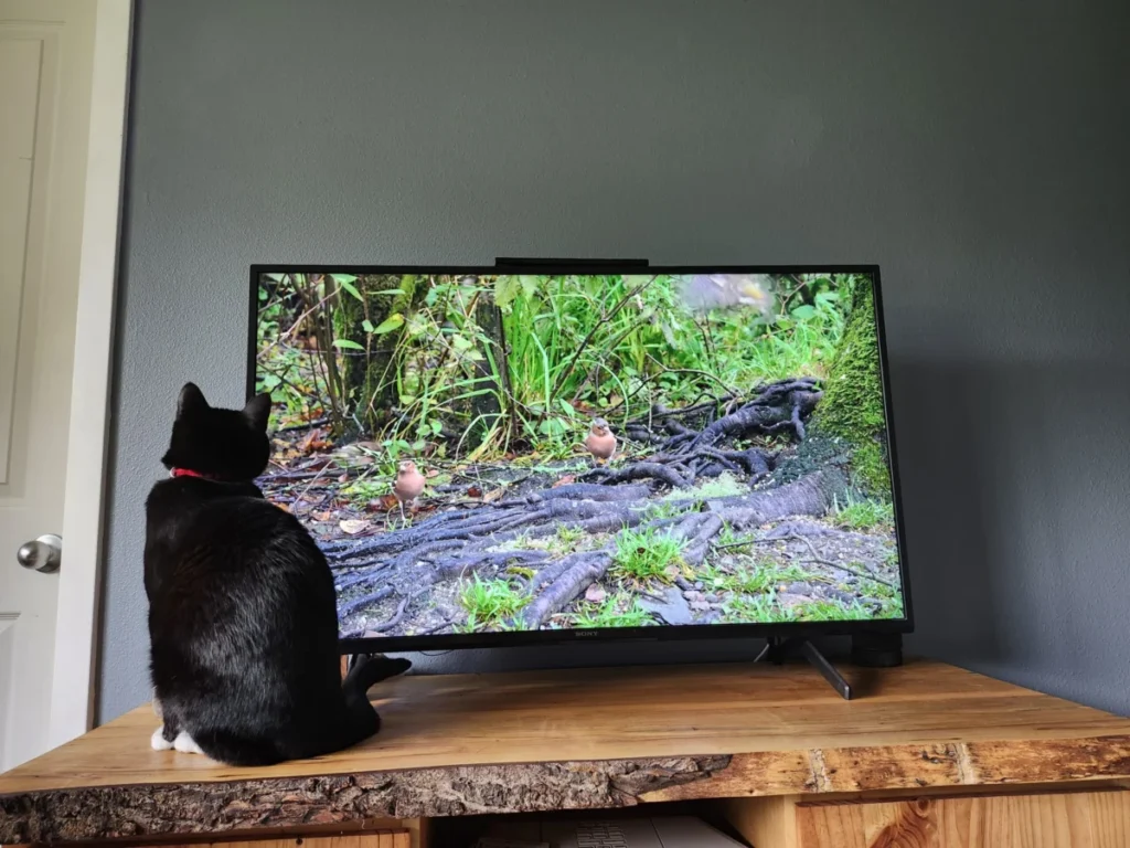 the-science-and-evolution-of-feline-entertainment-analyzing-the-impact-of-digital-media-on-domestic-cat-behavior-and-animal-welfare