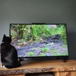 the-science-and-evolution-of-feline-entertainment-analyzing-the-impact-of-digital-media-on-domestic-cat-behavior-and-animal-welfare
