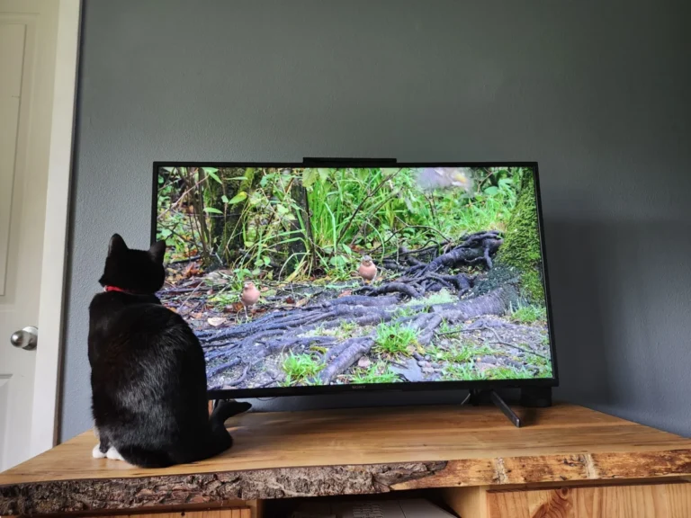 the-science-and-evolution-of-feline-entertainment-analyzing-the-impact-of-digital-media-on-domestic-cat-behavior-and-animal-welfare