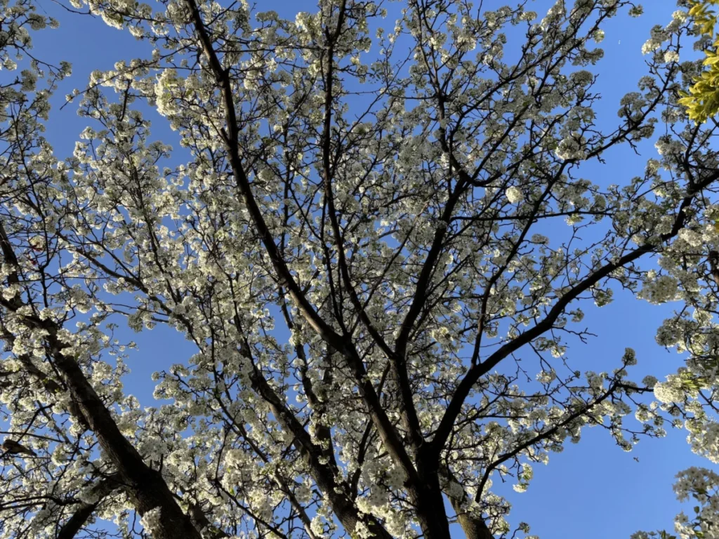 the-stinking-legacy-of-the-bradford-pear-why-americas-favorite-ornamental-tree-became-an-invasive-nightmare