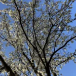 the-stinking-legacy-of-the-bradford-pear-why-americas-favorite-ornamental-tree-became-an-invasive-nightmare