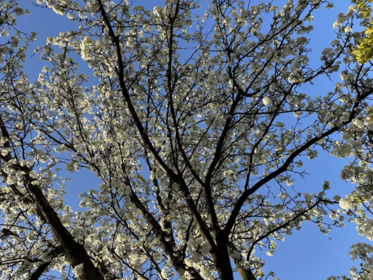 the-stinking-legacy-of-the-bradford-pear-why-americas-favorite-ornamental-tree-became-an-invasive-nightmare