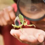unlocking-young-minds-educators-navigate-fear-and-foster-fascination-in-early-science-education-about-insects