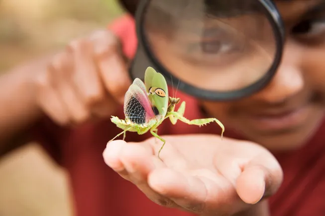 unlocking-young-minds-educators-navigate-fear-and-foster-fascination-in-early-science-education-about-insects