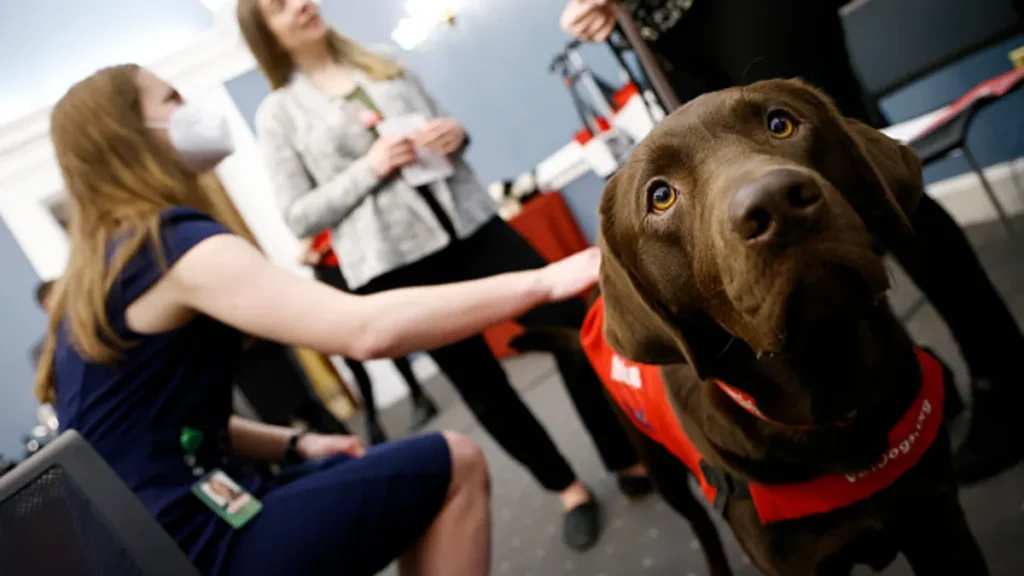 a-teachers-claim-for-paid-sick-leave-for-guide-dog-training-denied-by-appeals-court