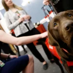 a-teachers-claim-for-paid-sick-leave-for-guide-dog-training-denied-by-appeals-court