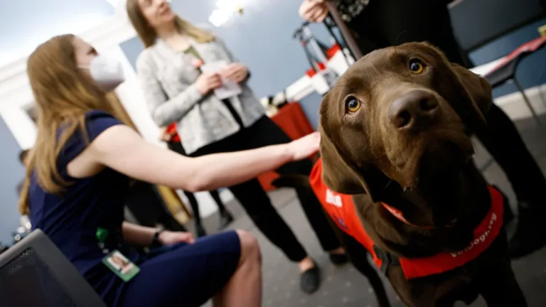 a-teachers-claim-for-paid-sick-leave-for-guide-dog-training-denied-by-appeals-court