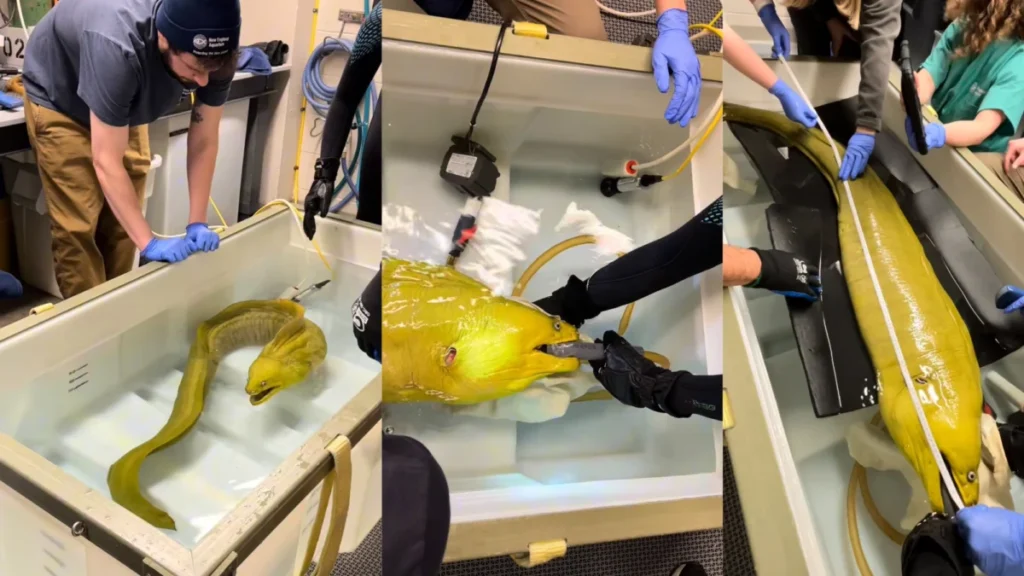 advanced-veterinary-care-for-giant-green-moray-eel-highlights-modern-aquarium-conservation-and-medical-standards