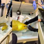 advanced-veterinary-care-for-giant-green-moray-eel-highlights-modern-aquarium-conservation-and-medical-standards