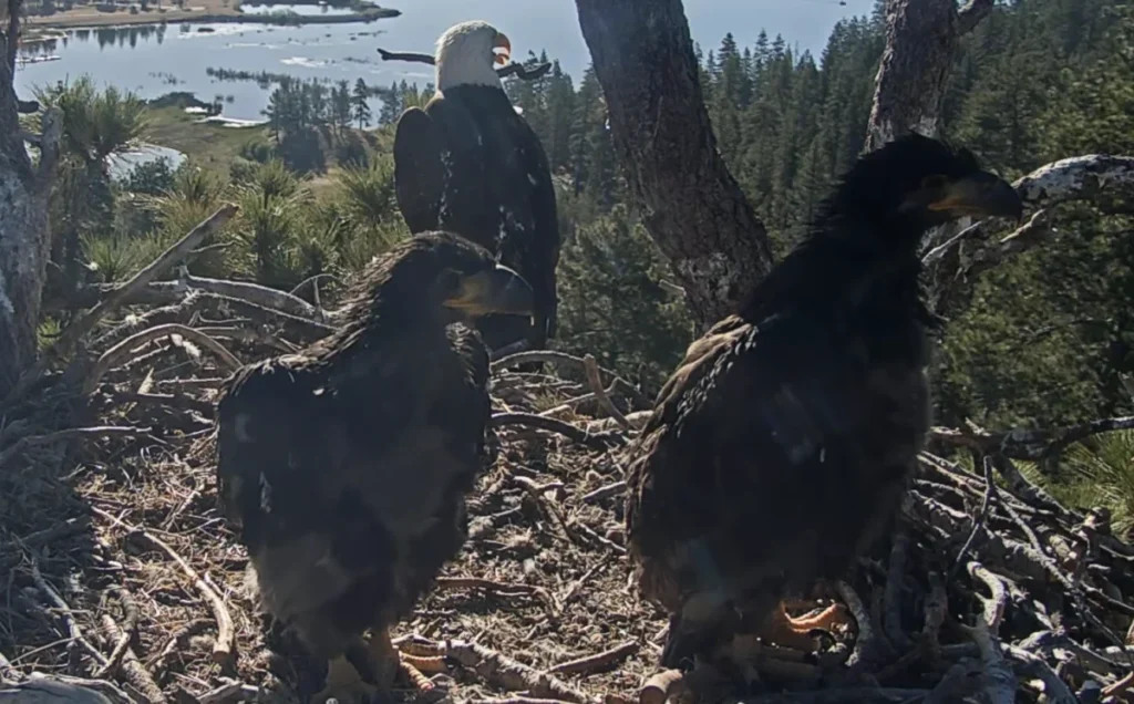 big-bear-valley-bald-eaglets-reach-critical-developmental-milestones-as-fledging-season-approaches