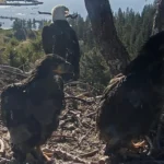 big-bear-valley-bald-eaglets-reach-critical-developmental-milestones-as-fledging-season-approaches
