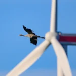 biomimetic-color-schemes-and-the-future-of-avian-safe-wind-energy