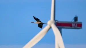biomimetic-color-schemes-and-the-future-of-avian-safe-wind-energy