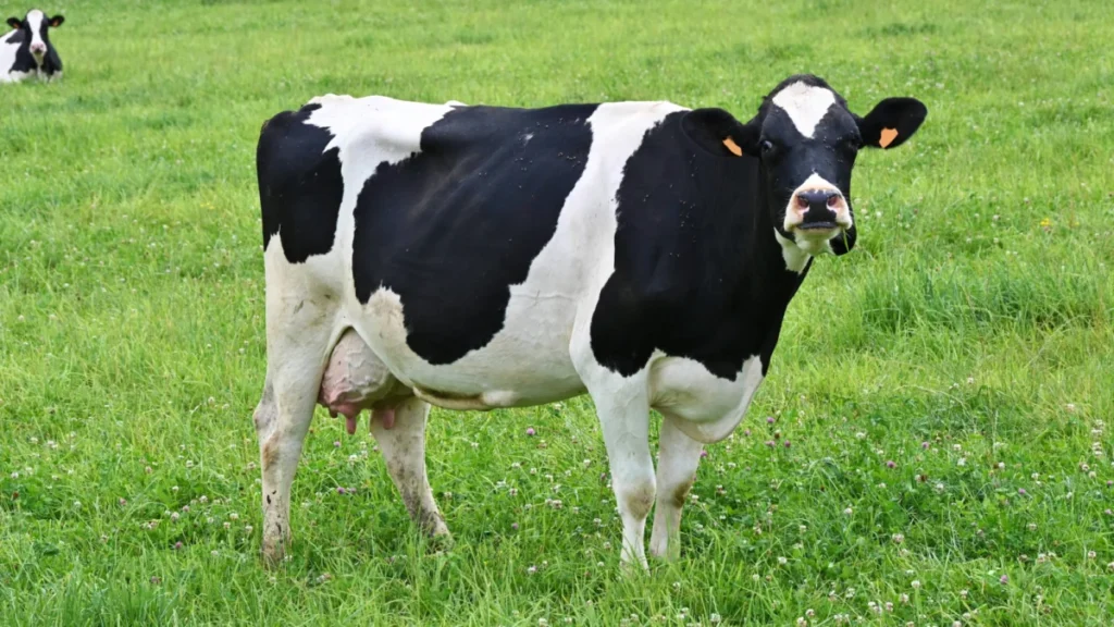 bovine-cognition-and-human-recognition-new-research-reveals-cows-can-distinguish-between-human-faces-and-match-voices-to-familiar-handlers