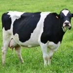 bovine-cognition-and-human-recognition-new-research-reveals-cows-can-distinguish-between-human-faces-and-match-voices-to-familiar-handlers