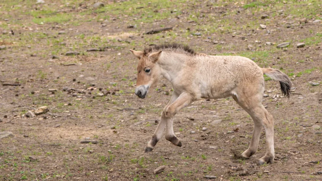 bronx-zoo-celebrates-birth-of-endangered-przewalskis-horse-foal-marking-major-milestone-for-wild-horse-conservation