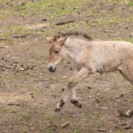 bronx-zoo-celebrates-birth-of-endangered-przewalskis-horse-foal-marking-major-milestone-for-wild-horse-conservation