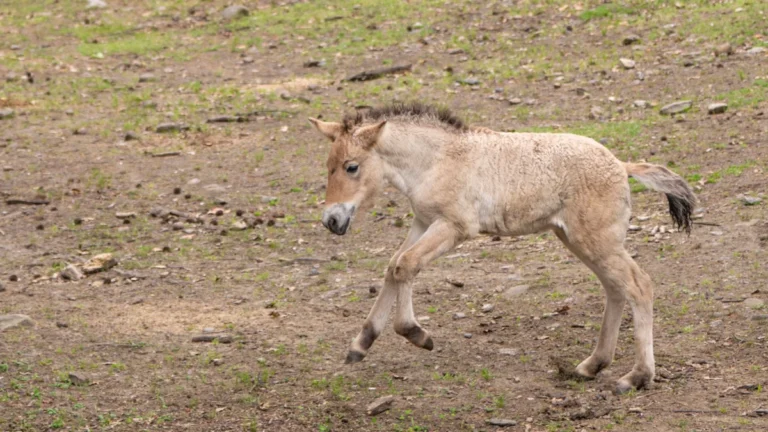 bronx-zoo-celebrates-birth-of-endangered-przewalskis-horse-foal-marking-major-milestone-for-wild-horse-conservation