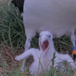 digital-windows-into-the-wild-the-global-rise-and-scientific-impact-of-live-bird-cameras