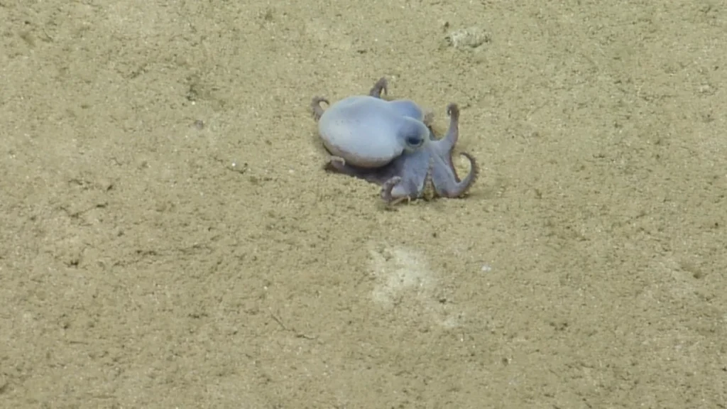 discovery-of-microeledone-galapagensis-reveals-a-vibrant-new-species-of-tiny-blue-octopus-in-the-depths-of-the-galapagos-marine-reserve