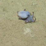 discovery-of-microeledone-galapagensis-reveals-a-vibrant-new-species-of-tiny-blue-octopus-in-the-depths-of-the-galapagos-marine-reserve