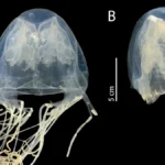 discovery-of-new-venomous-box-jellyfish-species-chironex-blakangmati-in-singapore-waters-reveals-complex-evolutionary-history