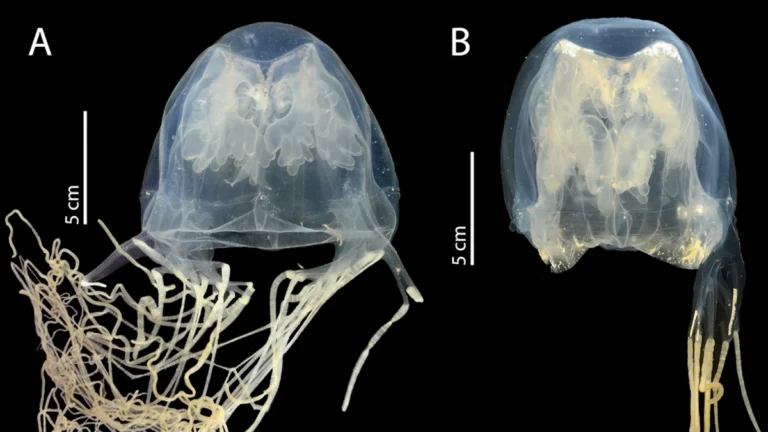 discovery-of-new-venomous-box-jellyfish-species-chironex-blakangmati-in-singapore-waters-reveals-complex-evolutionary-history