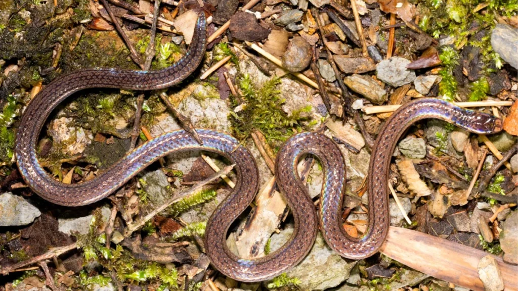 discovery-of-the-guangxi-reed-snake-reveals-sophisticated-evolutionary-defense-mechanisms-in-southern-china