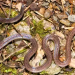 discovery-of-the-guangxi-reed-snake-reveals-sophisticated-evolutionary-defense-mechanisms-in-southern-china