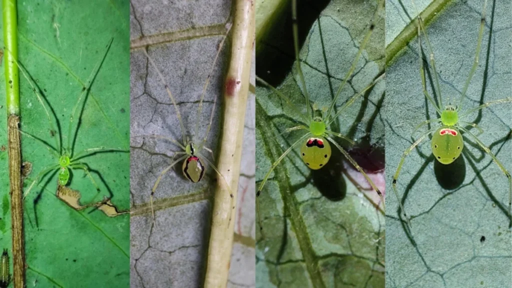 discovery-of-theridion-himalayana-reveals-a-new-smiley-faced-arachnid-species-in-the-himalayan-mountains