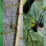 discovery-of-theridion-himalayana-reveals-a-new-smiley-faced-arachnid-species-in-the-himalayan-mountains