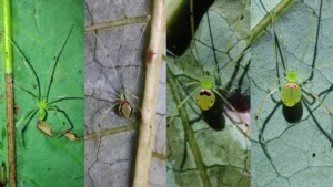 discovery-of-theridion-himalayana-reveals-a-new-smiley-faced-arachnid-species-in-the-himalayan-mountains
