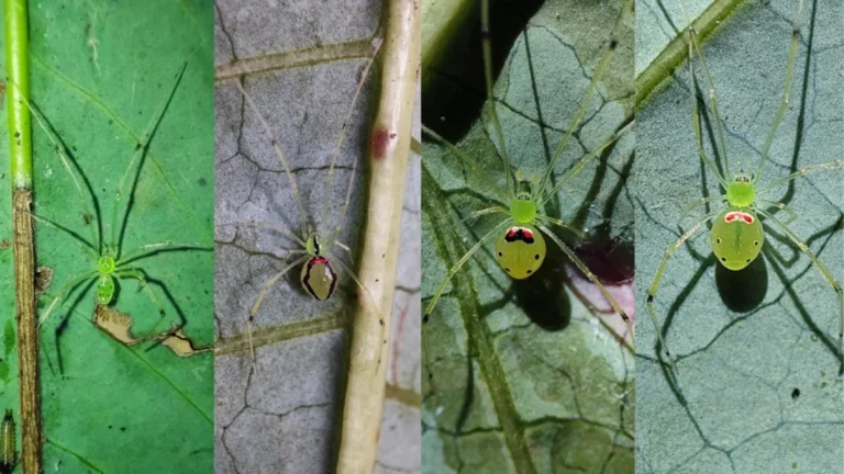 discovery-of-theridion-himalayana-reveals-a-new-smiley-faced-arachnid-species-in-the-himalayan-mountains