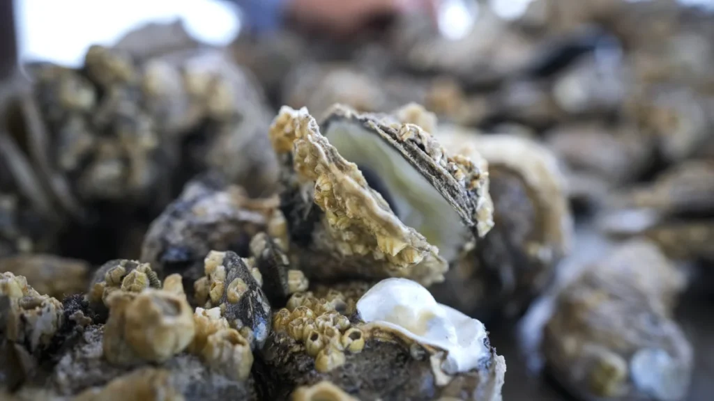 engineers-develop-oyster-inspired-concrete-to-revolutionize-sustainable-construction
