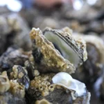 engineers-develop-oyster-inspired-concrete-to-revolutionize-sustainable-construction