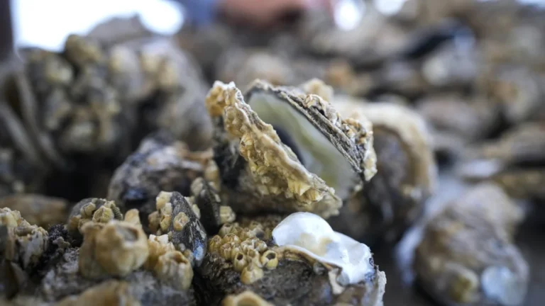 engineers-develop-oyster-inspired-concrete-to-revolutionize-sustainable-construction
