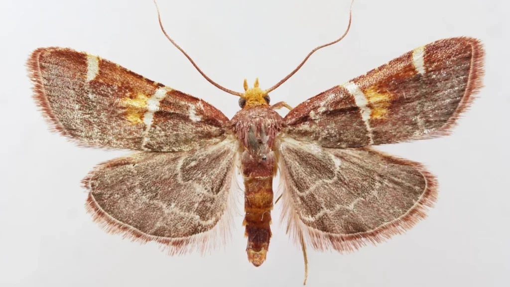 entomologists-identify-new-moth-species-named-in-honor-of-pope-leo-xiv-on-the-island-of-crete
