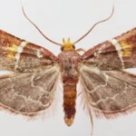entomologists-identify-new-moth-species-named-in-honor-of-pope-leo-xiv-on-the-island-of-crete