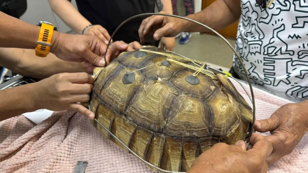 filipino-veterinarians-innovate-custom-external-fixation-to-save-african-spurred-tortoise-with-twice-crushed-shell