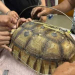 filipino-veterinarians-innovate-custom-external-fixation-to-save-african-spurred-tortoise-with-twice-crushed-shell