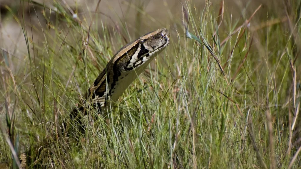 Burmese,Python,In,The,Everglades