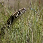 Burmese,Python,In,The,Everglades
