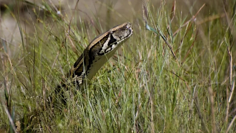 Burmese,Python,In,The,Everglades