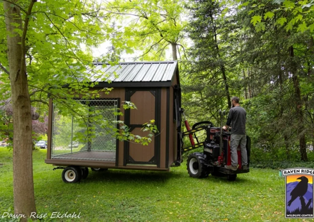 from-grill-to-greenery-the-miraculous-recovery-and-community-effort-behind-a-pennsylvania-bobcats-survival