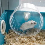 innovative-bio-mechanical-engineering-turning-hamster-exercise-into-renewable-electricity-for-mobile-devices
